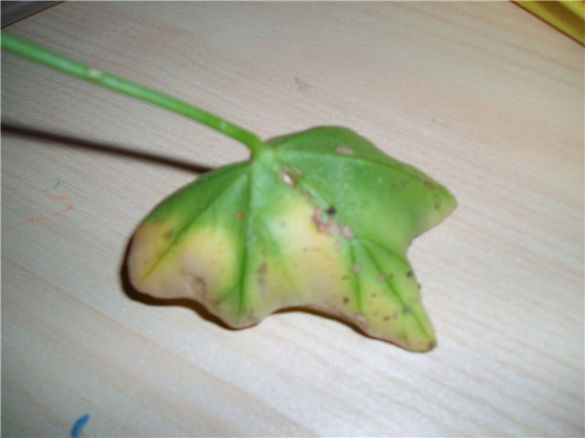 bolesne pelargonije